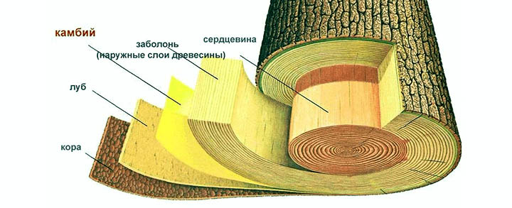 заболонь